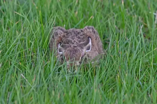 12 Sept 2024: West Cumbria, Leveret Hare 