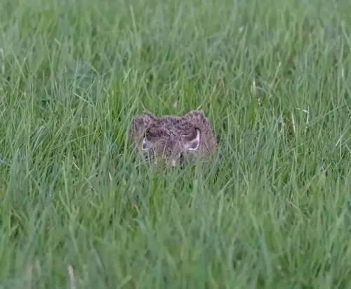 10 Sept 2024 : Leveret hiding in the grass, West Cumbria