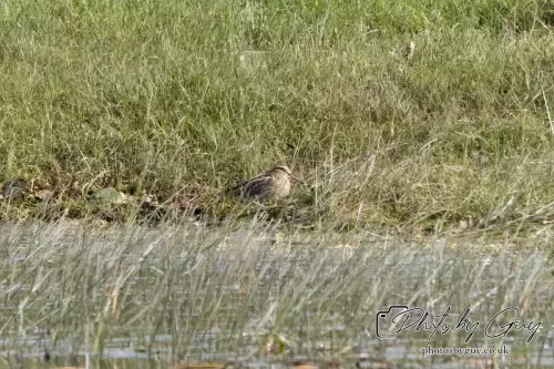 12 Sept 2024: West Cumbria, Parkside, Common Snipe
