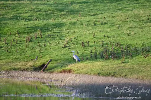 12 Sept 2024: West Cumbria, Parkside, Grey Heron 