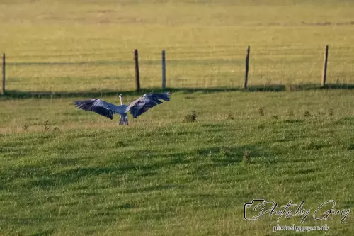 12 Sept 2024: West Cumbria, Parkside, Grey Heron landing