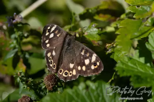 16 September 2024 Speckled Wood, Parkside, Cumbria