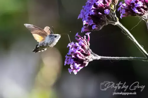 16 September 2024 Humming bird hawk moth, Parkside, Cumbria