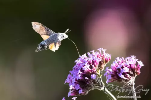16 September 2024 Humming bird hawk moth, Parkside, Cumbria