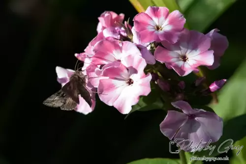 16 September 2024 Humming bird hawk moth, Parkside, Cumbria