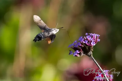 16 September 2024 Humming bird hawk moth, Parkside, Cumbria