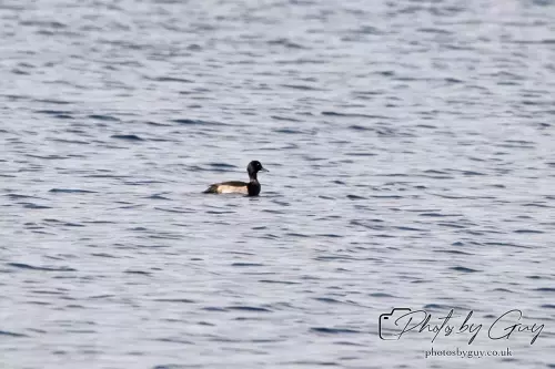 22 Sept 2024 : Tufted Duck, Cogra Moss, Ennerdale