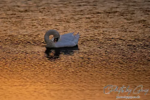 24 Sept 2024 : Mute Swan, Parkside, Cumbria