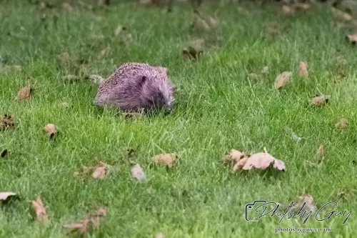 22 Sept 2024 : Hedgehog, Parkside, Cumbria