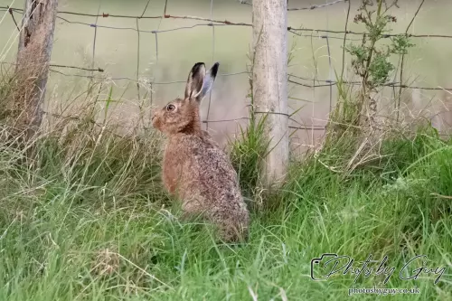 24 Sept 2024, Brown Hare, West Cumbria