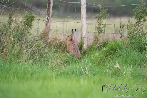 24 Sept 2024, Brown Hare, West Cumbria
