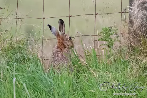 24 Sept 2024, Brown Hare, West Cumbria