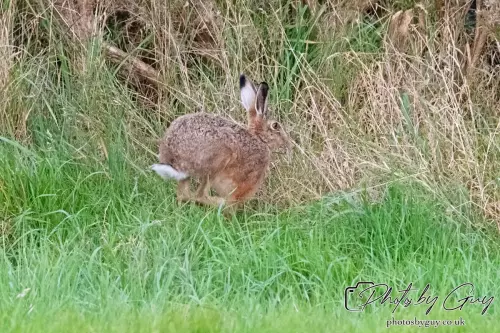 24 Sept 2024, Brown Hare, West Cumbria