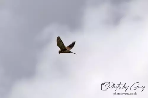 27 Sept 24 : Evening Kestrel, Parkside, Cleator Moor, Cumbria