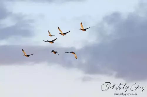 27 Sept 24 : Mallards in flight, Parkside, Cleator Moor, Cumbria