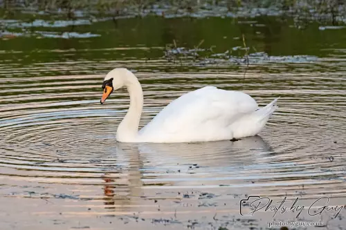 27 Sept 24 : Mute Swan, Parkside, Cleator Moor, Cumbria