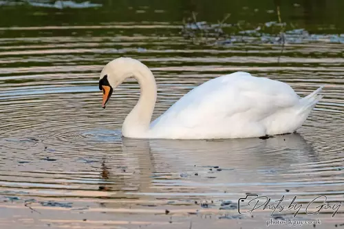 27 Sept 24 : Mute Swan, Parkside, Cleator Moor, Cumbria