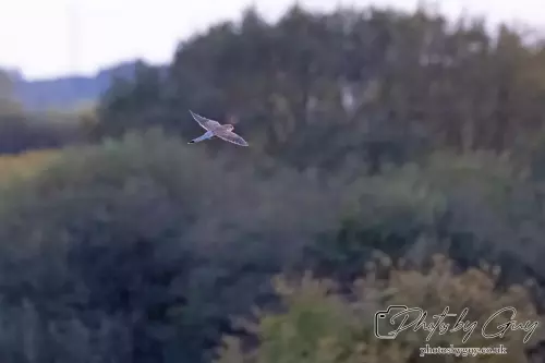 27 Sept 24 : Evening Kestrel, Parkside, Cleator Moor, Cumbria