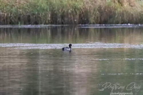 T27 September 2024 : Longlands Lake, Cleator, CumbriaTufted Duck