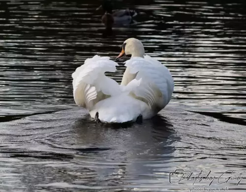Mute Swan