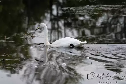 27 September 2024 : Longlands Lake, Cleator, CumbriaWhooper Swan