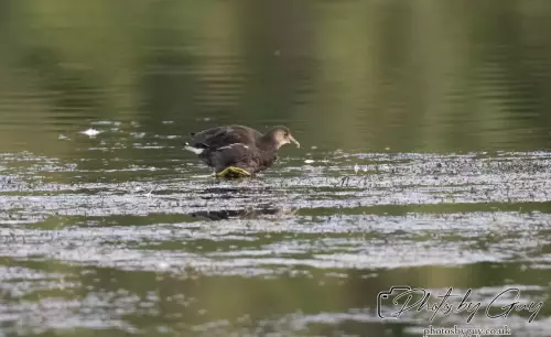 27 September 2024 : Longlands Lake, Cleator, CumbriaJuvinile Moorhen