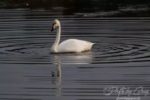 27 September 2024 : Longlands Lake, Cleator, CumbriaWhooper Swan