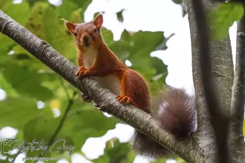 27 September 2024 : Longlands Lake, Cleator, CumbriaRed Squirrel