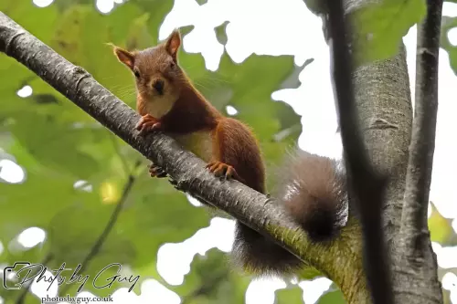 27 September 2024 : Longlands Lake, Cleator, CumbriaRed Squirrel