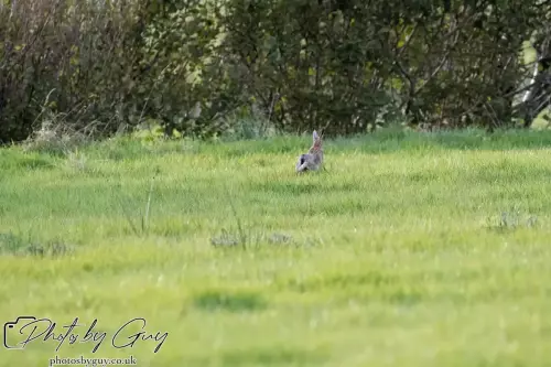 27 September 2024 : CumbriaRunning Hare