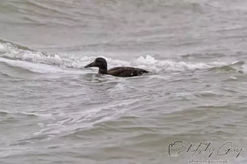 29 September 2024 : St Bees, Cumbria : Eider Duck