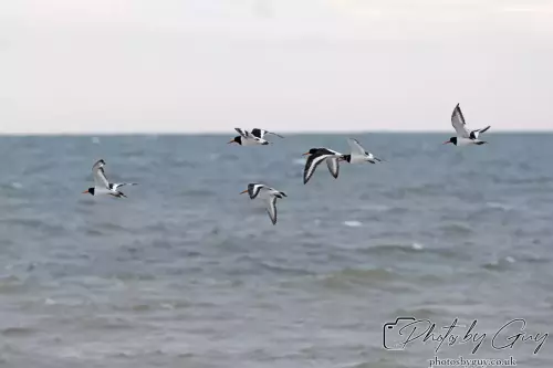 29 September 2024 : St Bees, Cumbria : Oyster Catchers in flight