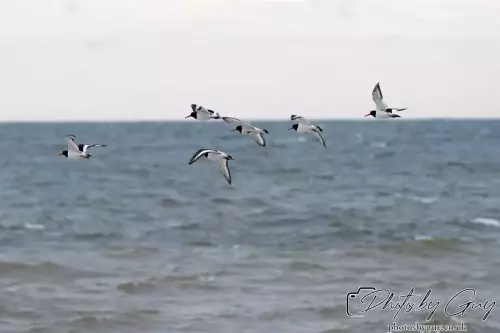 29 September 2024 : St Bees, Cumbria : Oyster Catchers in flight