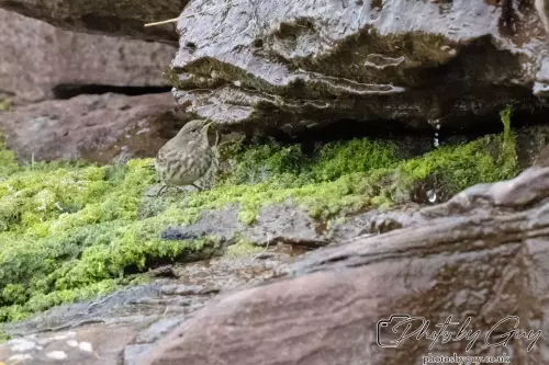 29 September 2024 : St Bees, Cumbria : Rock Pipit