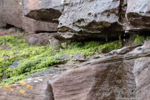 29 September 2024 : St Bees, Cumbria : Rock Pipit