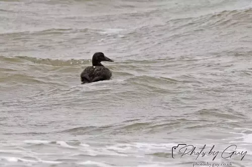 29 September 2024 : St Bees, Cumbria : Eider Duck