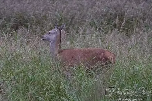 02 September 2024 : RSPB Leighton Moss, Silverdale, Lancashire - Red Deer