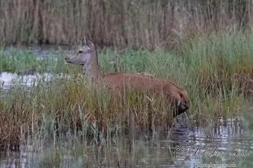 02 September 2024 : RSPB Leighton Moss, Silverdale, Lancashire - Red Deer