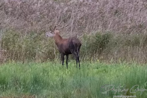 02 September 2024 : RSPB Leighton Moss, Silverdale, Lancashire - Red Deer