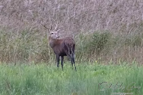 02 September 2024 : RSPB Leighton Moss, Silverdale, Lancashire - Red Deer