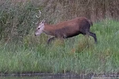 02 September 2024 : RSPB Leighton Moss, Silverdale, Lancashire - Red Deer