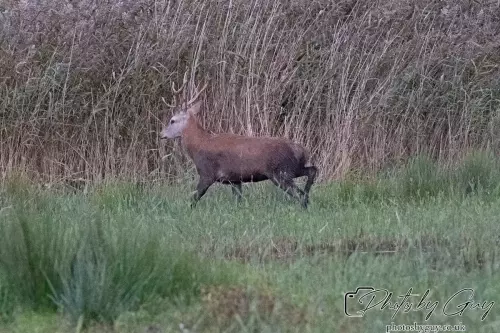 02 September 2024 : RSPB Leighton Moss, Silverdale, Lancashire - Red Deer