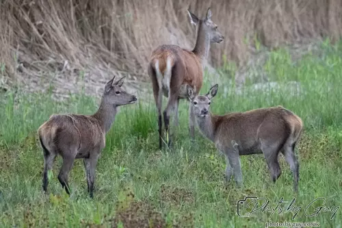 02 September 2024 : RSPB Leighton Moss, Silverdale, Lancashire - Red Deer