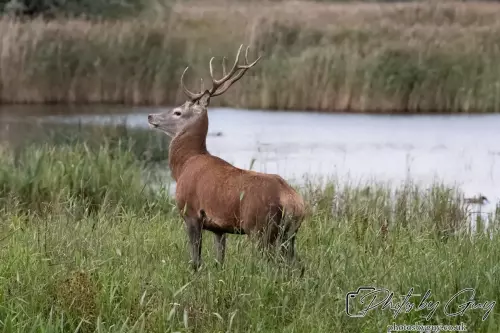 02 September 2024 : RSPB Leighton Moss, Silverdale, Lancashire - Red Deer