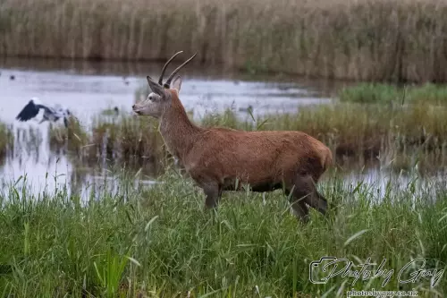02 September 2024 : RSPB Leighton Moss, Silverdale, Lancashire - Red Deer