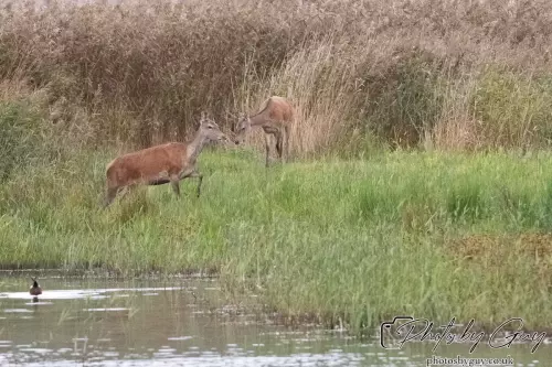 02 September 2024 : RSPB Leighton Moss, Silverdale, Lancashire - Red Deer