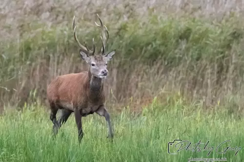 02 September 2024 : RSPB Leighton Moss, Silverdale, Lancashire - Red Deer