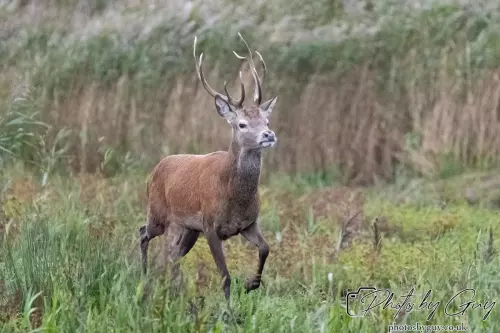 02 September 2024 : RSPB Leighton Moss, Silverdale, Lancashire - Red Deer