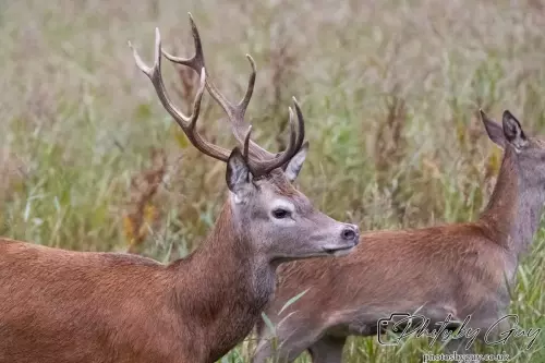 02 September 2024 : RSPB Leighton Moss, Silverdale, Lancashire - Red Deer
