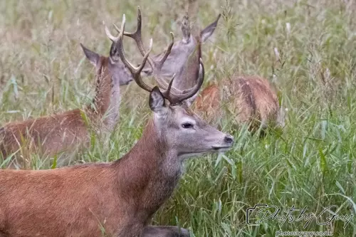 02 September 2024 : RSPB Leighton Moss, Silverdale, Lancashire - Red Deer